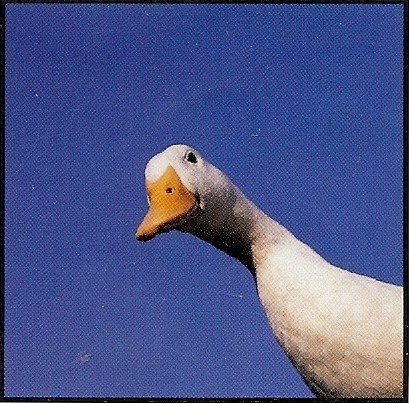 goodgoose